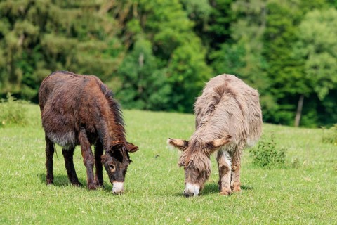 Two domestic donkey (Equus asinus) graze in a green pasture on a sunny day in hilly terrain.