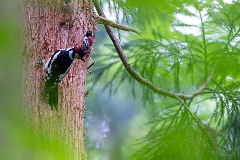 Great spotted woodpecker (Dendrocopos major), begging almost fledged young bird looking out of the