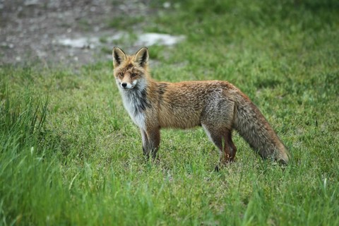 Red lynx (Vulpes vulpes) secured in the meadow, Allgäu, Bavaria, Germany, Allgäu, Bavaria, Germany
