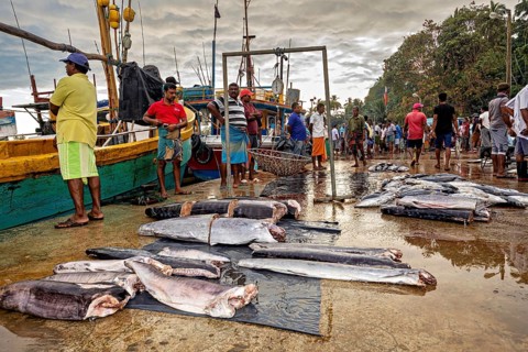 Big fish are lying on a lively market at the harbor. People are shifting in the background, the