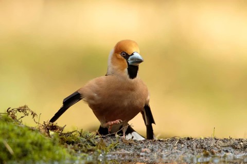 Appelvink doet aan baltsgedrag, Hawfinch doing a mating ritual