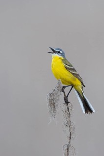 Sykes Wagtail - Schafstelze - Motacilla flava ssp. beema, Russia, adult male