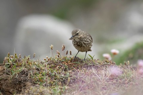 Rock pipit (Anthus petrosus) adult bird carrying insects in its beak on a cliff top, Pembrokeshire,