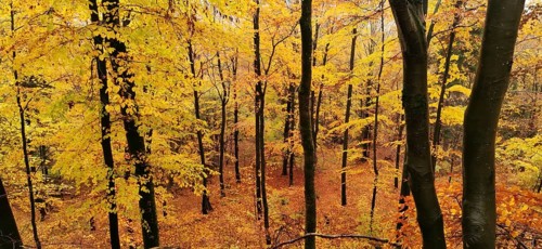 Bright yellow beech forest (fagus) in autumn with an impressive atmosphere, hiking in autumn,