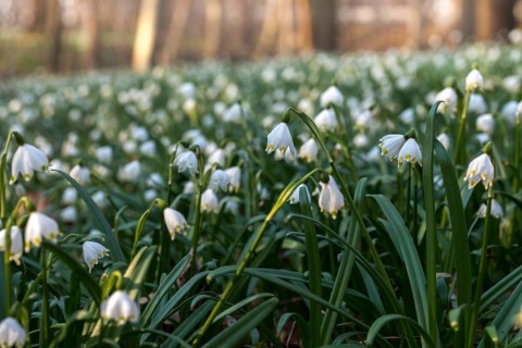 Amaryllidaceae, spring knot flower, leucojum vernum, fairy tale cup, daffodil, flora, spring,