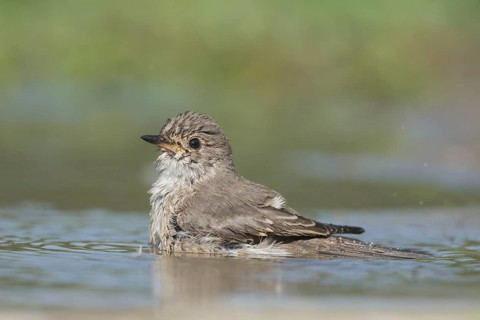 Spotted Flycatcher (Muscicapa striata) bathing, Aosta Valley, Italy