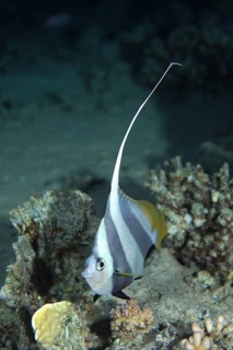 Schooling bannerfish (Heniochus diphreutes)