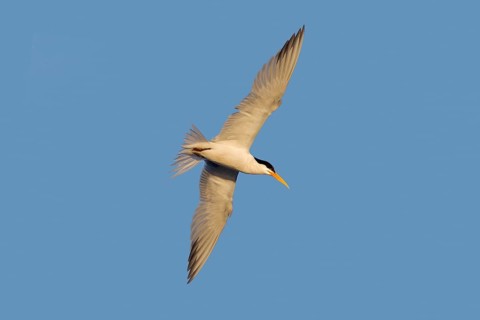 Elegant Tern Sterna elegans San Diego, California, United States 23 June Adult transitioning to