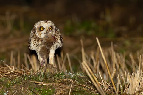 Short-eared Owl (Asio flammeus) with prey, Lisbon, Portugal