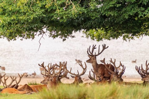 A large herd of red deer (Cervus elaphus) with velvet antlers is resting under a tree on the shore