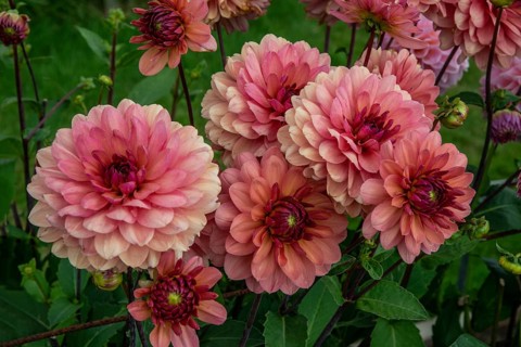 Flowering Dahlias (Dahlia), variety Château de la Bourdaisière in the Dahlia Farm in Löderup, Ystad