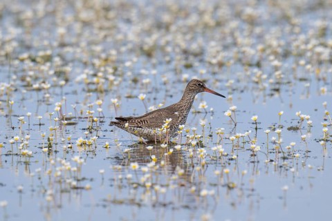 Redshank (Tringa totanus) poking through waters, Tipperne, Ringkøbing Fjord, Denmark