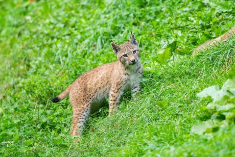 Eurasian lynx (Lynx lynx) youngster on a meadow, Bavaria, Germany