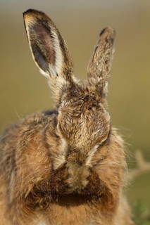 European brown hare (Lepus europaeus) adult animal washing its face in grassland, Suffolk, England,