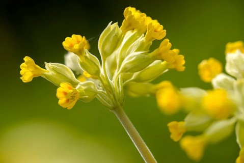 Primrose, Primula officinalis, Primula veris, Primulaceae, Cowslip, Meadowcowflower, fragrant