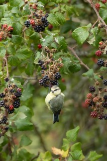 Blue tit (Cyanistes caeruleus) adult bird in a hedgerow on blackberries fruit in summer, England,