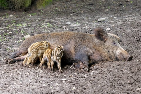 Young wild boars (Sus scrofa) being suckled by the female, Germany