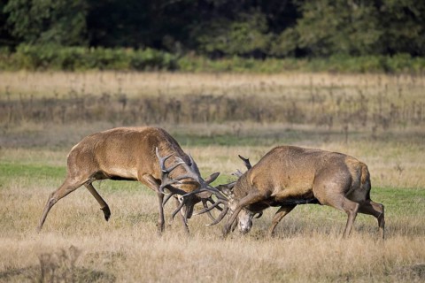 Two rutting red deer (Cervus elaphus) stags fighting by locking antlers during fierce mating battle