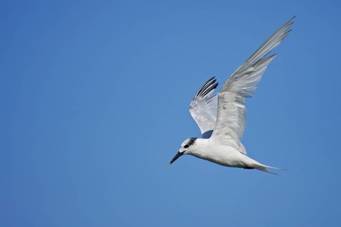 Sandwich Tern (Thalasseus sandvicensis) flying, Mecklenburg-Western Pomerania