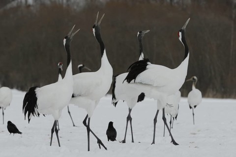 Red-crowned Crane (Grus japonensis) calling, Hokkaido, Japan