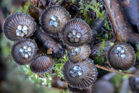 Cyathus hirsutus, cyathus striatus, striped expensive, sweetie, fluted bird's nest, fungi, fungus,