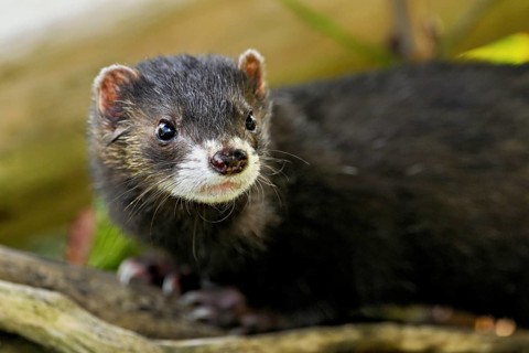 European polecat (Mustela putorius) or forest polecat, sitting on woodpile, captive, Switzerland