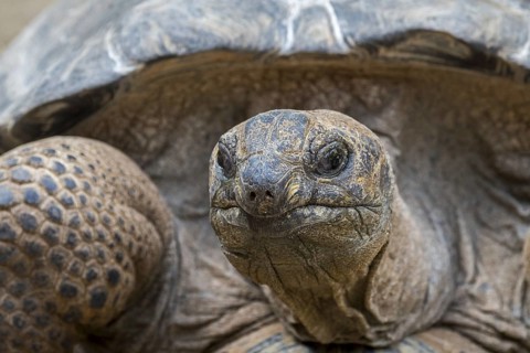 Aldabra giant tortoise (Aldabrachelys gigantea) (Testudo gigantea) native to the islands of the