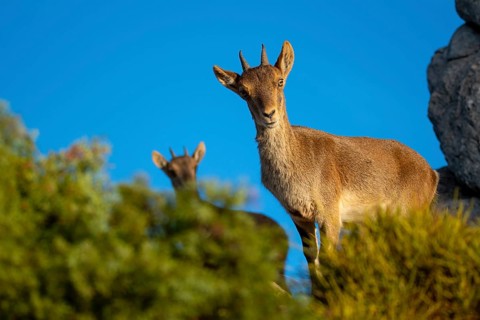 From below, an Iberian ibex stands on a rocky surface with a vibrant blue sky in the background,