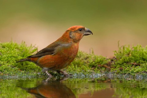 Red Crossbill (Loxia curvirostra) male, Utrecht, Netherlands