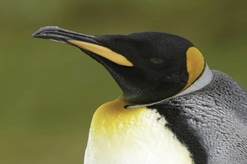 King Penguin (Aptenodytes patagonicus), Falkland Islands