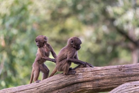 Two baby Gelada (Theropithecus gelada), or bleeding-heart monkey playing on a log. A green forest