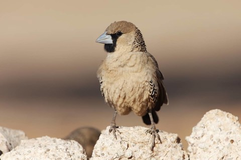 Sociable Weaver (Philetairus socius), Namibia