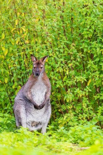 Red-necked wallaby or Bennett's wallaby (Macropus rufogriseus) sits on a green meadow with dense