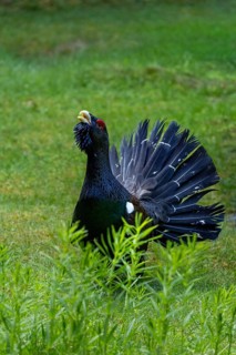A bird with its plumage spread out stands in the green grass and looks up, a displaying