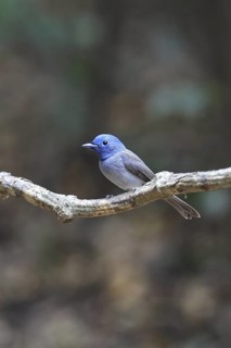 Black-naped Monarch (Hypothymis azurea) female perched on a branch, Kaeng Krachan, Thailand