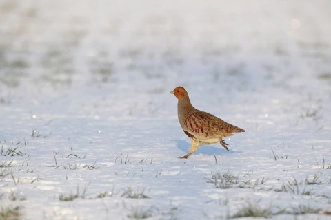 Grey or English or Hungarian partridge (Perdix perdix) adult game bird running in a snow covered
