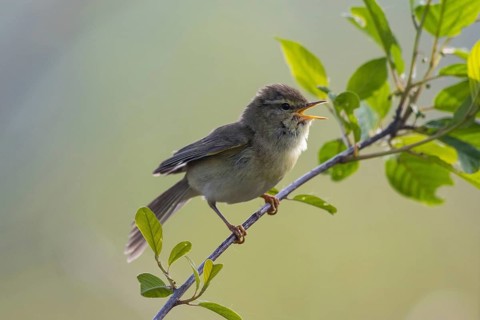 Willow Warbler (Phylloscopus trochilus) male singing from a branch, North-Rhine-Westphalia, Germany