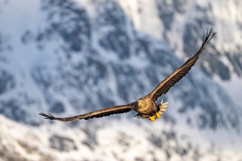 White-tailed eagle (Haliaeetus albicilla), in flight, Lofoten, Norway