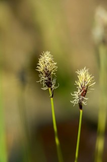 Mountain harrow, Carex Montana, cyperaceae, sour grasses, soft-leaved sedge, flora, high size,