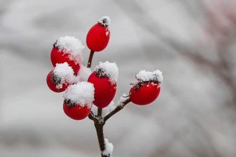 Schnee- und eisbedeckte Hagebutten der Hunds-Rose (Rosa canina) im Winter, Baden-Württemberg,