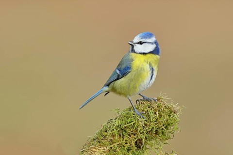 Blue tit (Parus caeruleus), sitting on moss-covered dead wood, Wilnsdorf, North Rhine-Westphalia,