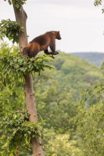 One wolverine, (Gulo gulo), sitting high in a tree. A hazy sky and some green trees in the