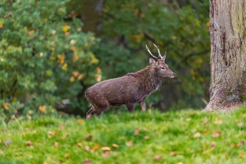 One male Manchurian sika deer or Dybowski's sika deer (Cervus nippon mantchuricus or Cervus nippon
