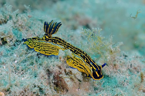 Yellow-violet star snail (Felimare Picta)