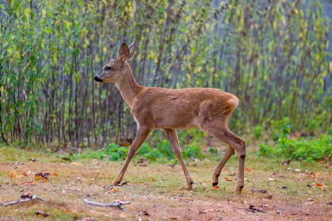 A female roe deer (Capreolus capreolus), runs through a nettle thicket