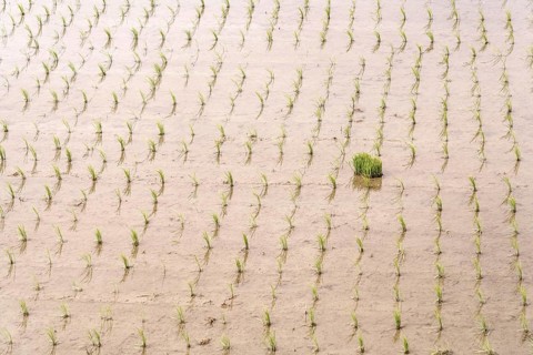 Vibrant green rice seedlings are evenly planted in a flooded paddy field, showcasing the start of a