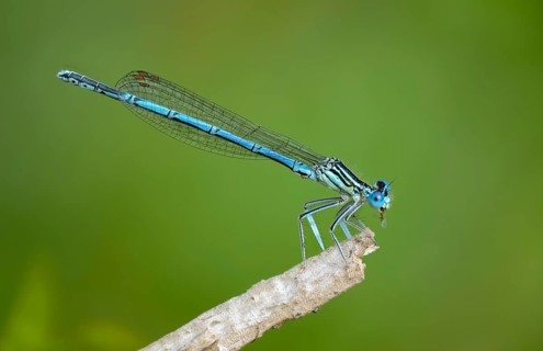 Blue feather dragonfly, common feather dragonfly, Platycnemis pennipes, white-legged damselfly,