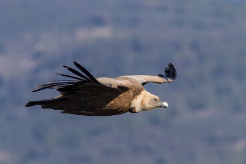 Buitre leonado / Griffon Vulture (Gyps fulvus)