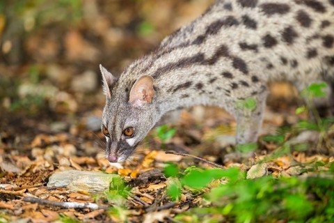 Common genet (Genetta genetta), wildlife in a forest, Montseny National Park, Catalonia, Spain