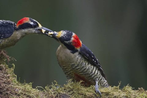 Black-cheeked Woodpeckers feeding each other bananas